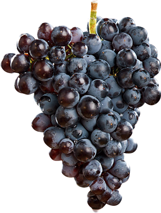 Grenache Grenache