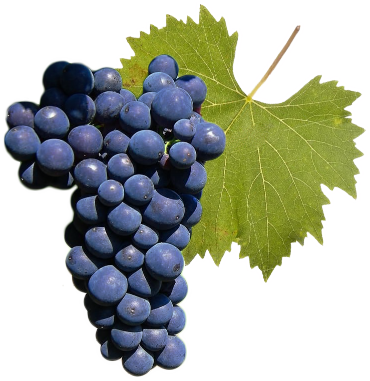 Sangiovese 